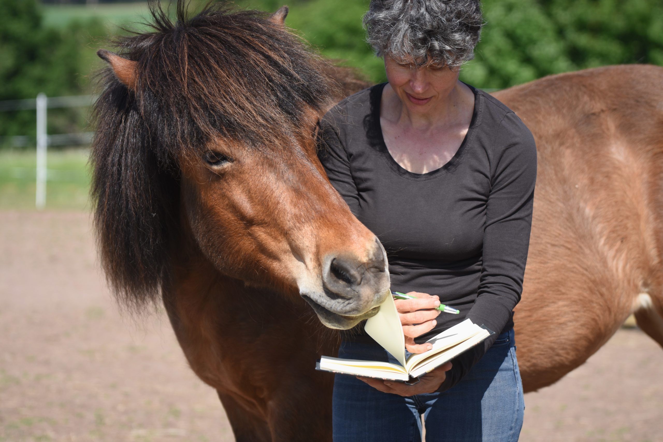 Buch-schreiben-Pferd