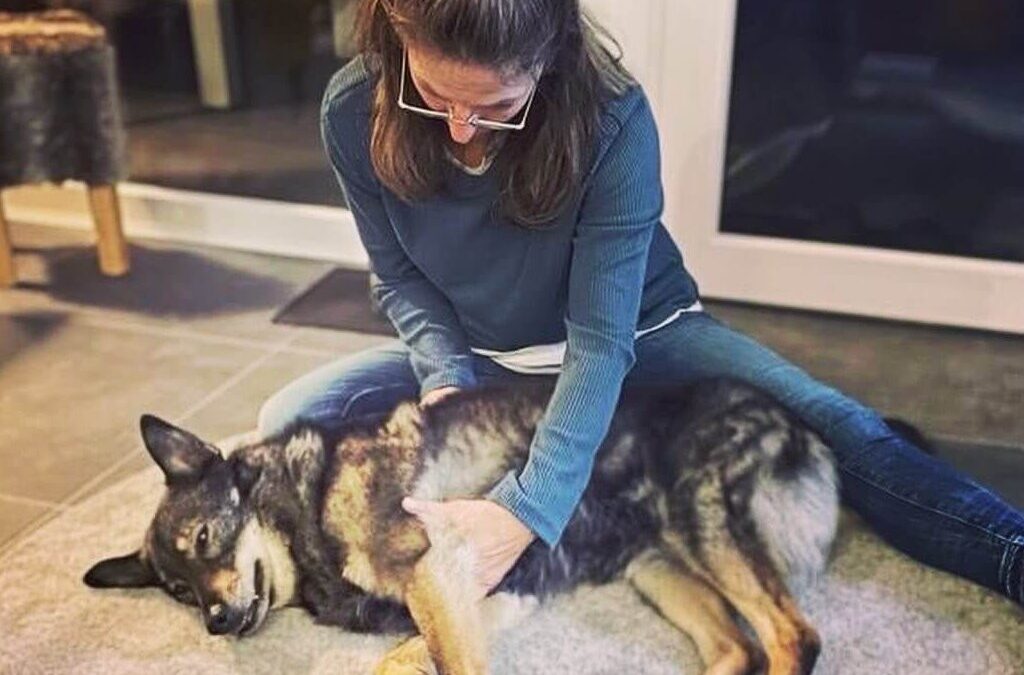 Hunde ans Strömen gewöhnen-zwei Tipps für skeptische Tiere