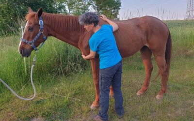 Tiere strömen – was ist ein guter erster Griff?