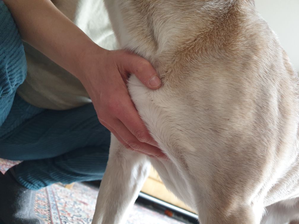 Eine Hand liegt auf dem Brustbein vom Hund